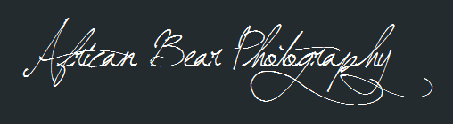 African Bear Photography